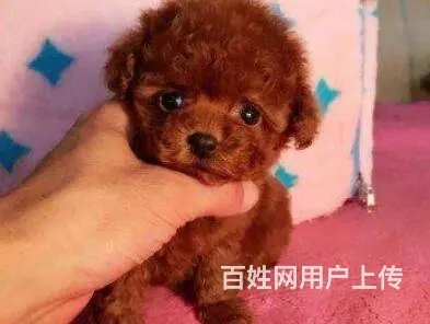 昆明泰迪多少钱一只 泰迪价格 茶杯犬泰迪 - 图片 8