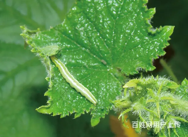 16%甲维茚虫威小菜蛾青虫吊丝虫杀虫剂稻纵卷叶螟 - 图片 4