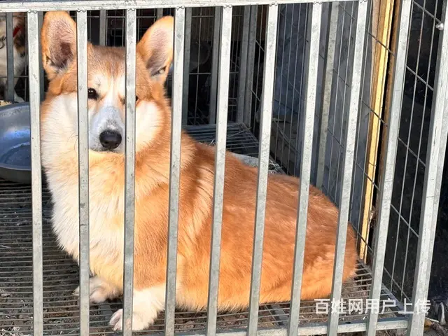 临西县600块出柯基  仅自提 外地勿扰 - 图片 2