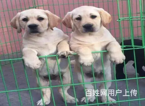 赛级血统拉布拉多幼犬 证书芯片齐全 可签订购犬协议 - 图片 3