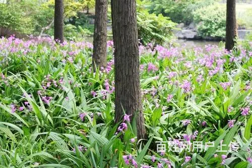 湖北百草堂白芨种植   ，创业机会在眼前不可错失 - 图片 1