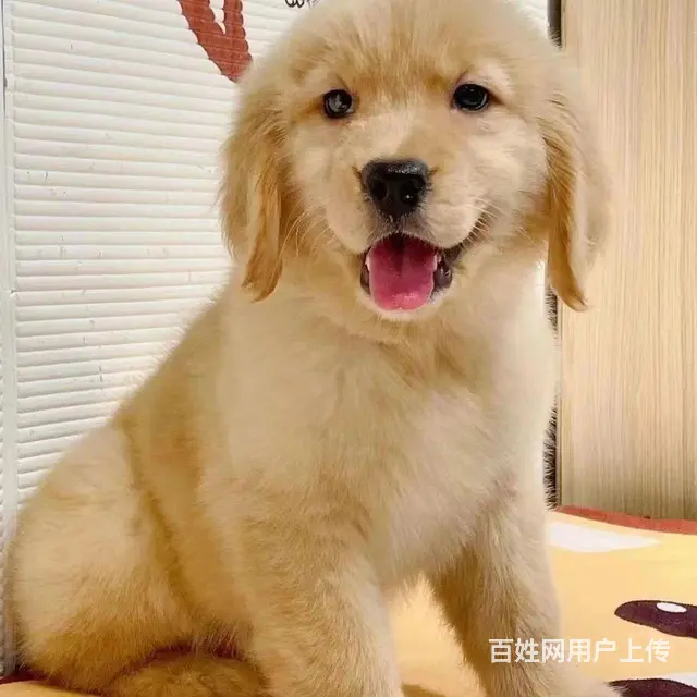 朋友送的金毛，现在没时间养了  狗狗各项都是非常好 - 图片 1
