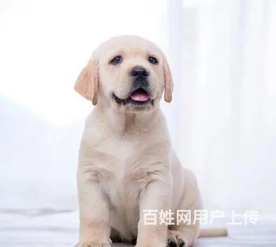 出售精品拉布拉多幼犬疫苗齐全多窝可选 - 图片 6
