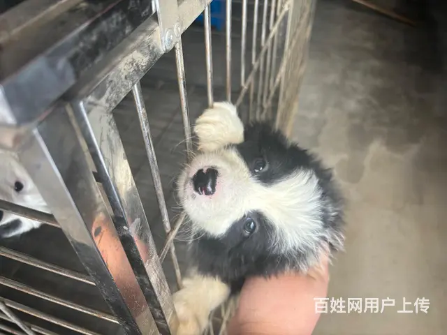 【搞定了！】边牧狗仔600一只 - 图片 1
