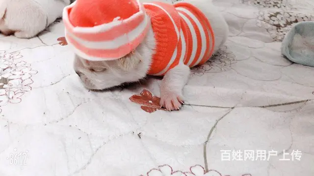 天门本地法斗犬舍，本地法斗在哪里 - 图片 10