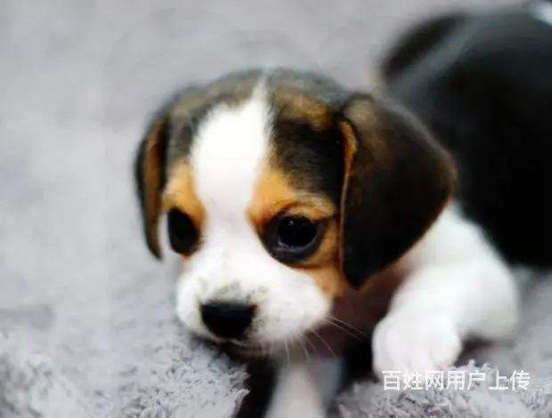广州买狗首选推荐 正规犬舍 纯种比格犬多只待售 - 图片 3