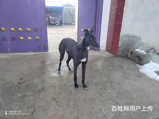 格力母犬 - 图片 1