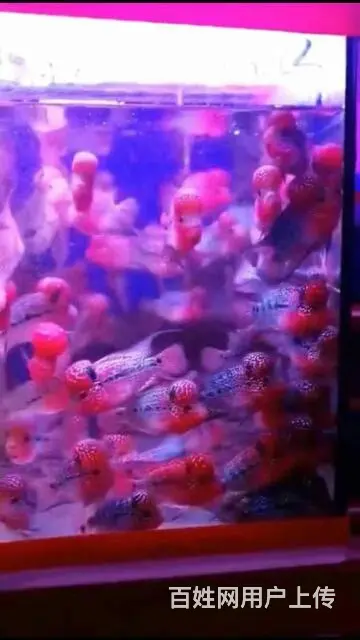 泰国罗汉鱼专卖 - 图片 6