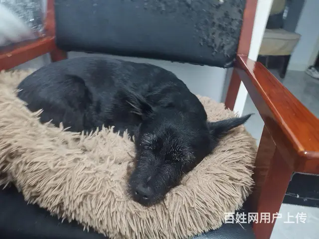 免费赠送爱狗好心人 - 图片