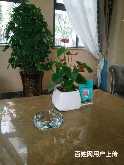 盆栽花卉租赁公司租花 - 图片 7