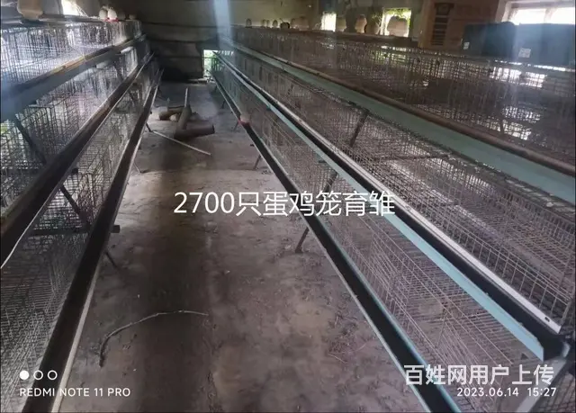 蛋鸡养殖设备 - 图片 1