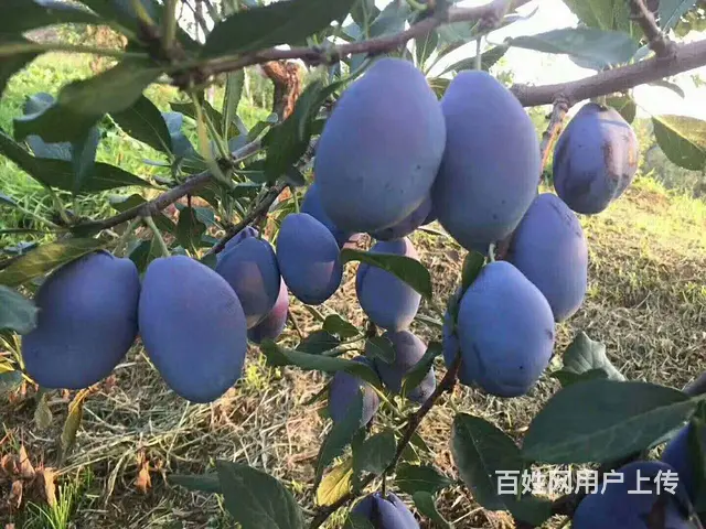 长春黑土哪里好、鹿粪鸡粪 花园肥料 ？ - 图片 5