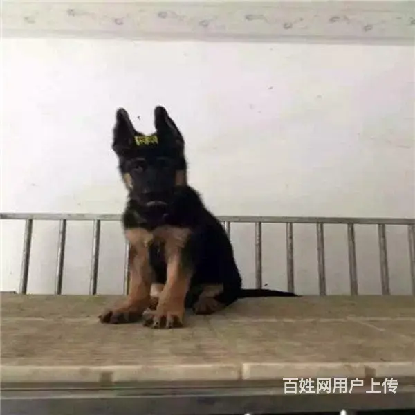 吕梁德牧专卖的地方|德牧纯种批发 - 图片 8