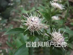 湖北百草堂苍术种植品质保证，开拓市场是创业者福音 - 图片 2