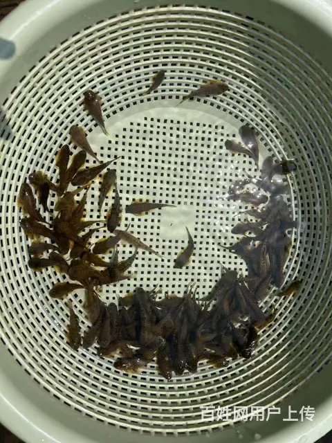 鱼缸清理的好帮手，一手货源 - 图片