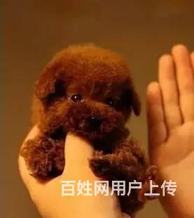 小体韩国赛级茶杯泰迪犬 精美玩具泰迪熊宝宝 - 图片 9