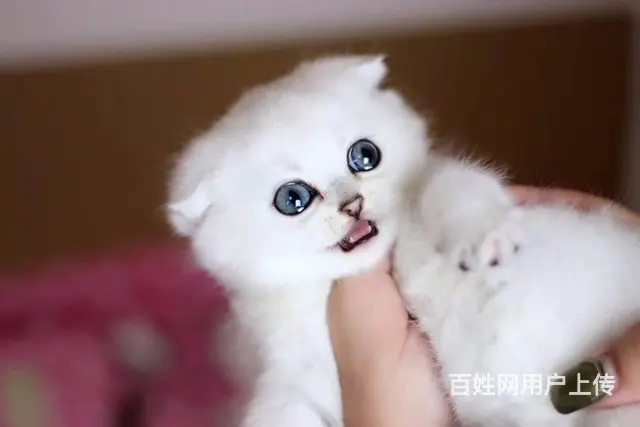 短毛猫 疫苗已做渐层 正规渠道 - 图片 4