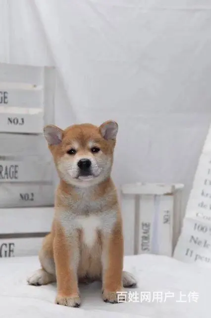 纯种日本柴犬多少钱 北京哪里有卖柴犬 纯种柴犬价格 - 图片 2