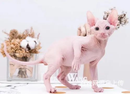 常州出售自家繁殖纯种无毛猫 斯芬克斯猫 保健康 - 图片 4