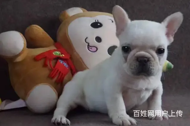 纯种赛级法国斗牛犬 保证品质一流 三年联保协议 - 图片 1