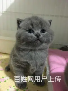 哪里有英短蓝猫卖的 蓝猫多钱一只 - 图片 5
