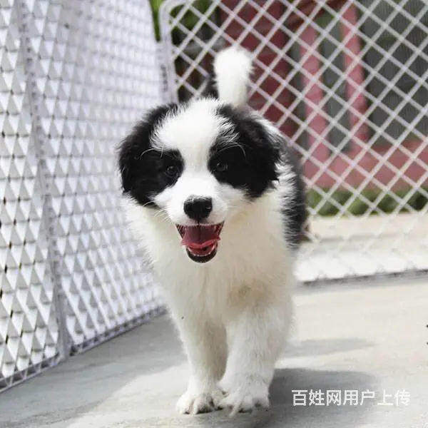 高品质边境牧羊犬,血统纯正,品相好,骨骼壮 - 图片 1