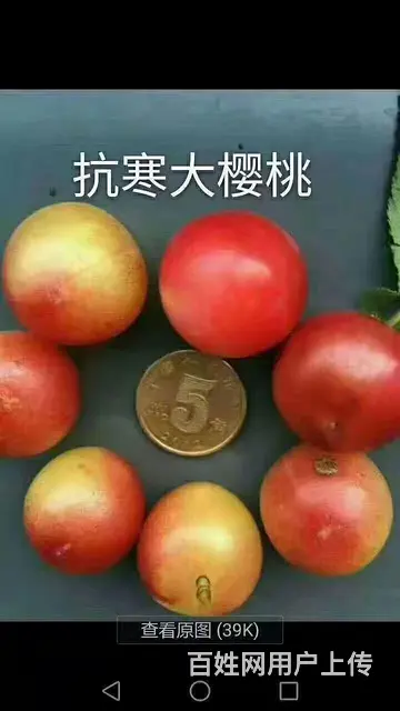 卖各种果树 - 图片 10