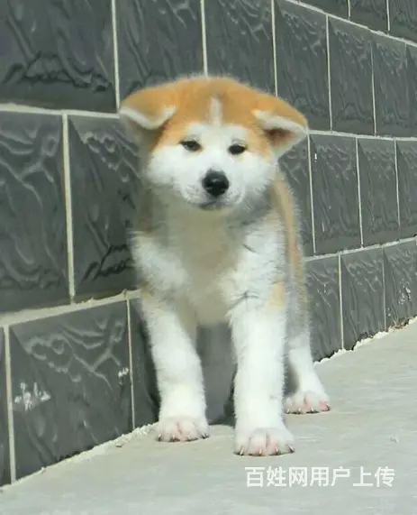 专业繁殖基地售纯种日系秋田犬 冠军犬的后代 - 图片 5