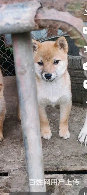小柴犬 - 图片 1