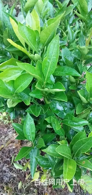 柑橘果树蚧壳虫木虱防治抗性木虱蚧壳虫解决方案 - 图片 8