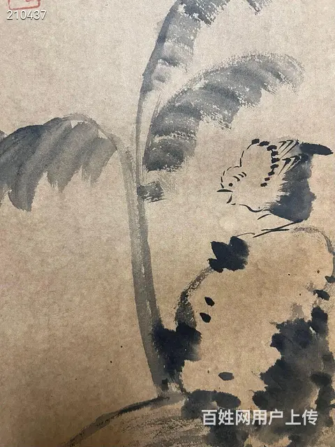 八大 精品册页 画心33.5✖️22cm✖️6开 - 图片 4