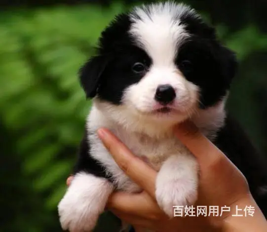 广州纯种边境牧羊犬价格 狗舍直销 包纯种健康签协议 - 图片 2