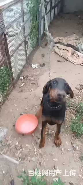 出售杜宾犬 - 图片 3