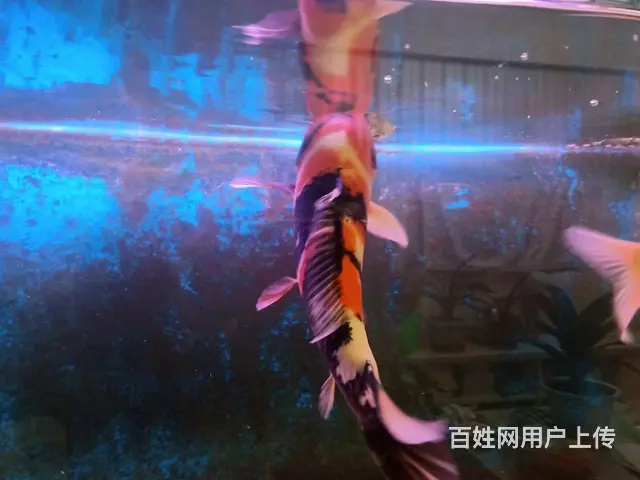 【搞定了！】精品锦鲤 - 图片 5