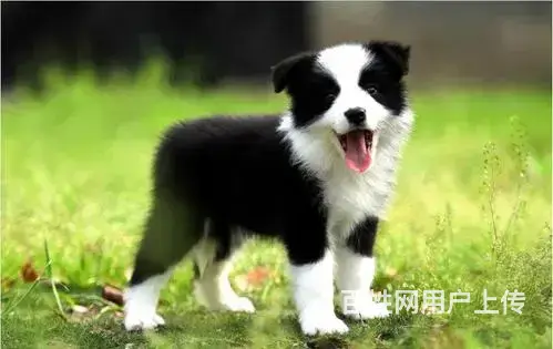 边牧哪里能买到边牧多少钱边牧哪里有 - 图片 7