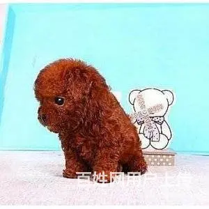 承德泰迪怎么卖 泰迪价格 茶杯犬泰迪 - 图片 3