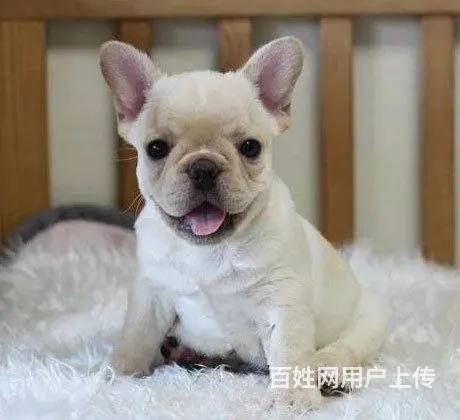 纯种高品质法国斗牛犬出售 黑色奶油色 买狗送宠物用 - 图片 8