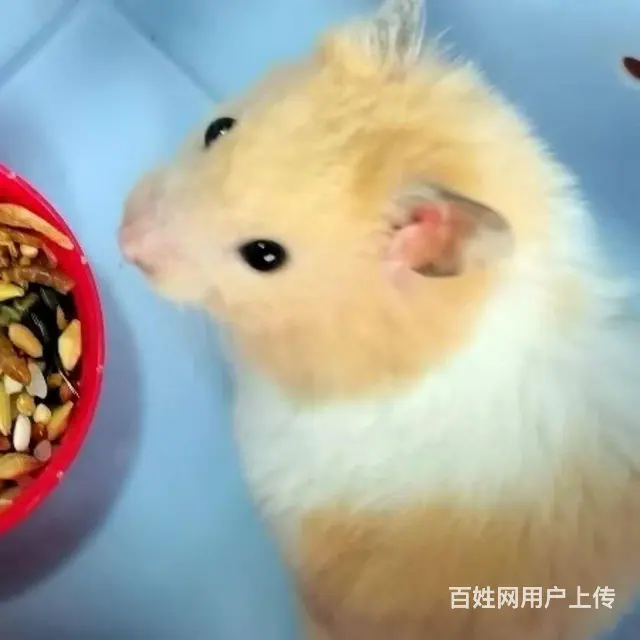 有喜欢仓鼠和金丝熊的吗？ - 图片 5