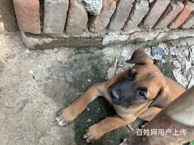 打电话 马犬 - 图片 5