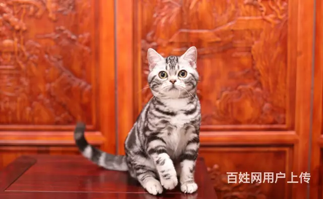 本地哪里有虎斑猫卖 价格多少 图片 粘人吗 - 图片 4