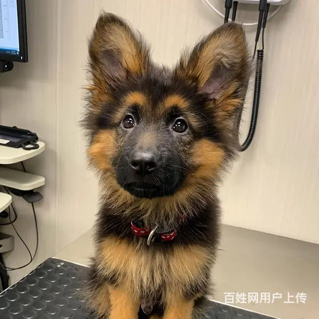 家养纯种德牧可以上门挑选 - 图片 2