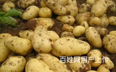 饭堂食品配送-土豆 - 图片 4