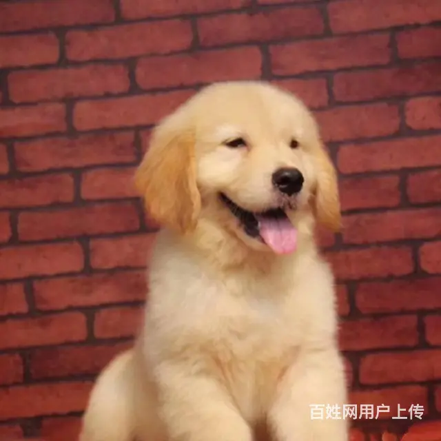 赛级金毛犬 纯种大头金毛犬 纯种健康金毛猎犬 - 图片 3