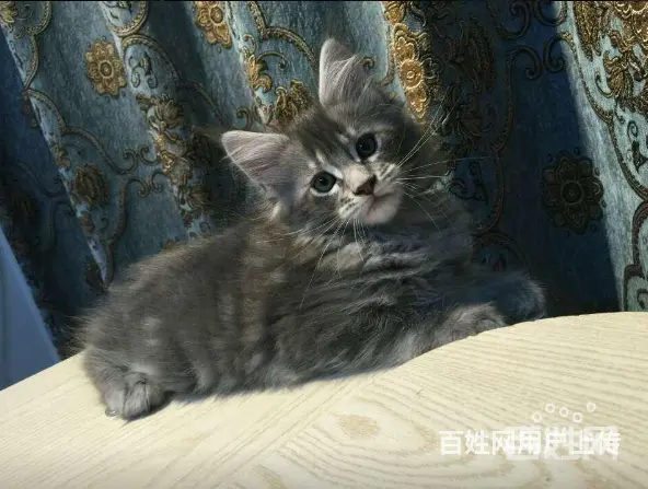 六安哪里有卖缅因猫的 缅因猫出售 包成活 - 图片 3