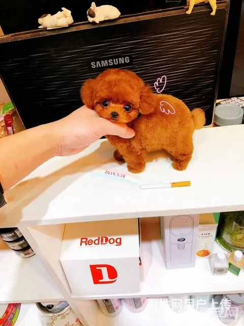 纯种泰迪犬 茶杯泰迪 迷你泰迪 玩具泰迪 品质高血 - 图片 9