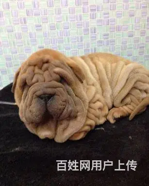 枣庄出售纯种血统的沙皮幼犬  活泼健康  售后完善 - 图片 4