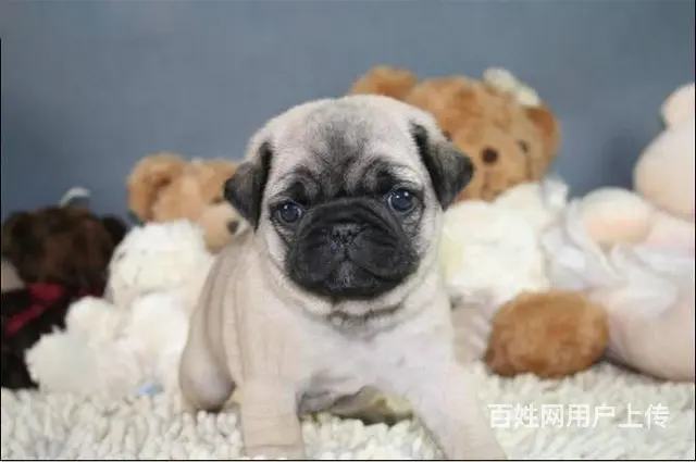 纯种巴哥犬哪里有 巴哥犬去哪里买  放心犬舍在 - 图片 5