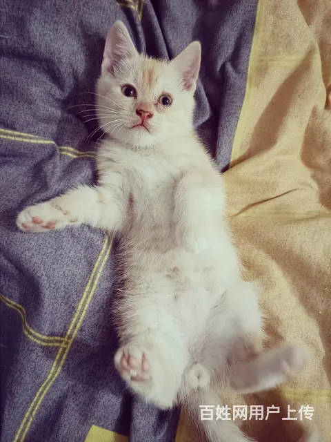 【搞定了！】中华田园猫小橘猫 黄色狸花猫领养 - 图片 4