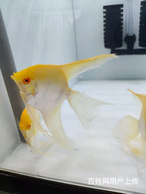 长鳍金燕成鱼 - 图片 1