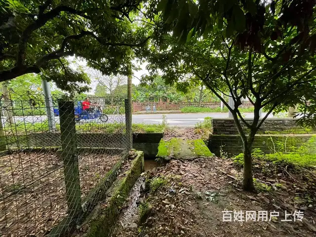 从化区桃花小镇旅游区附近1.5亩平地果园整体转让 - 图片 10